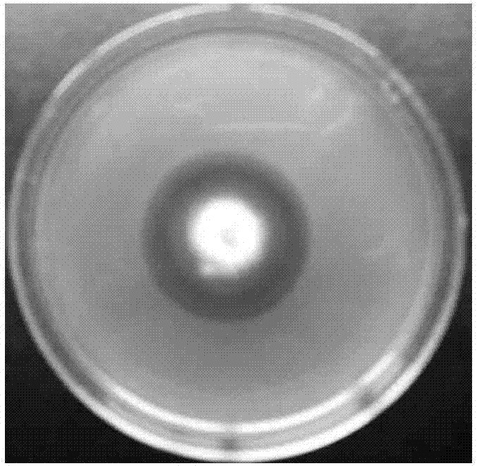 Aspergillus oryzae bacterial strain for producing feed compound enzyme with high yield and application of aspergillus oryzae bacterial strain