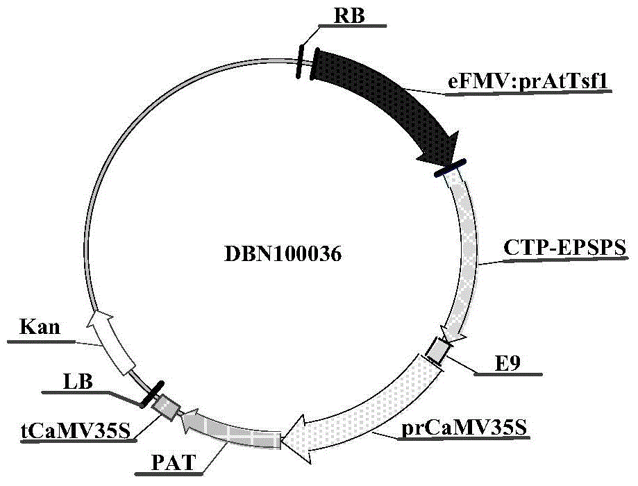 Constitutive promoters and their uses