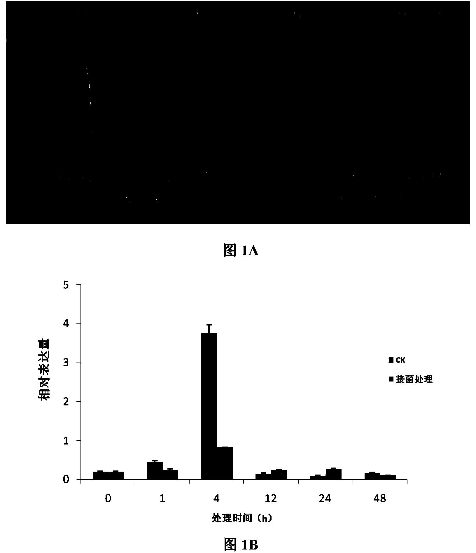 Cotton cytochrome P450 gene and application