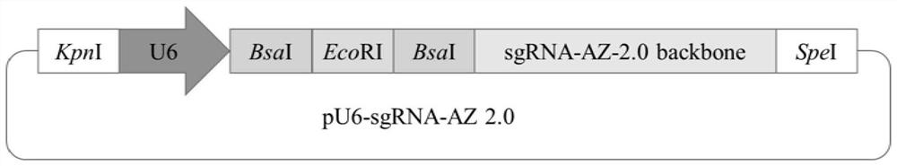 A vector expressing aptamer ribozyme-modified sgRNA regulated by theophylline and its application