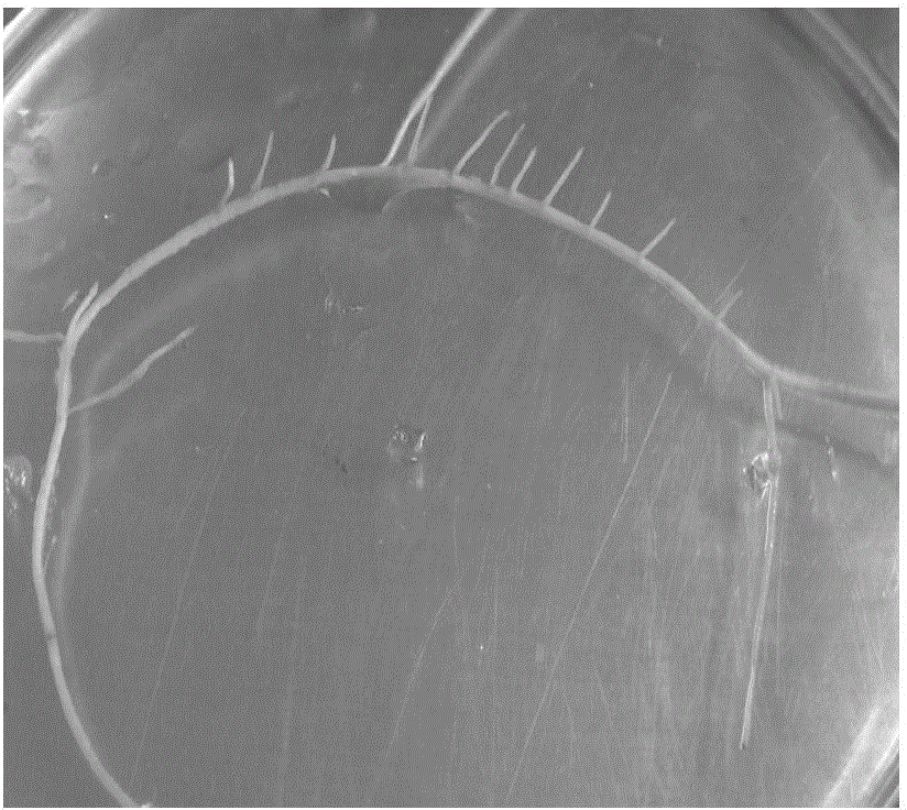 Mulberry transgenic hairy root induction and reproduction method