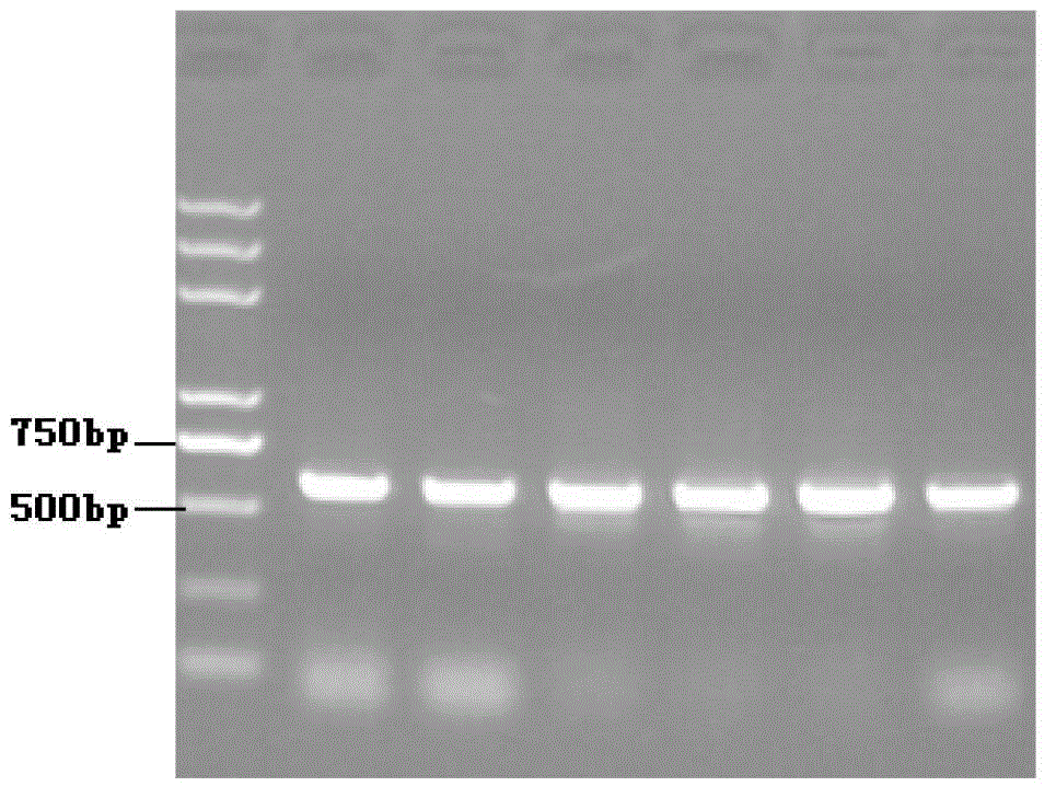 Mulberry transgenic hairy root induction and reproduction method