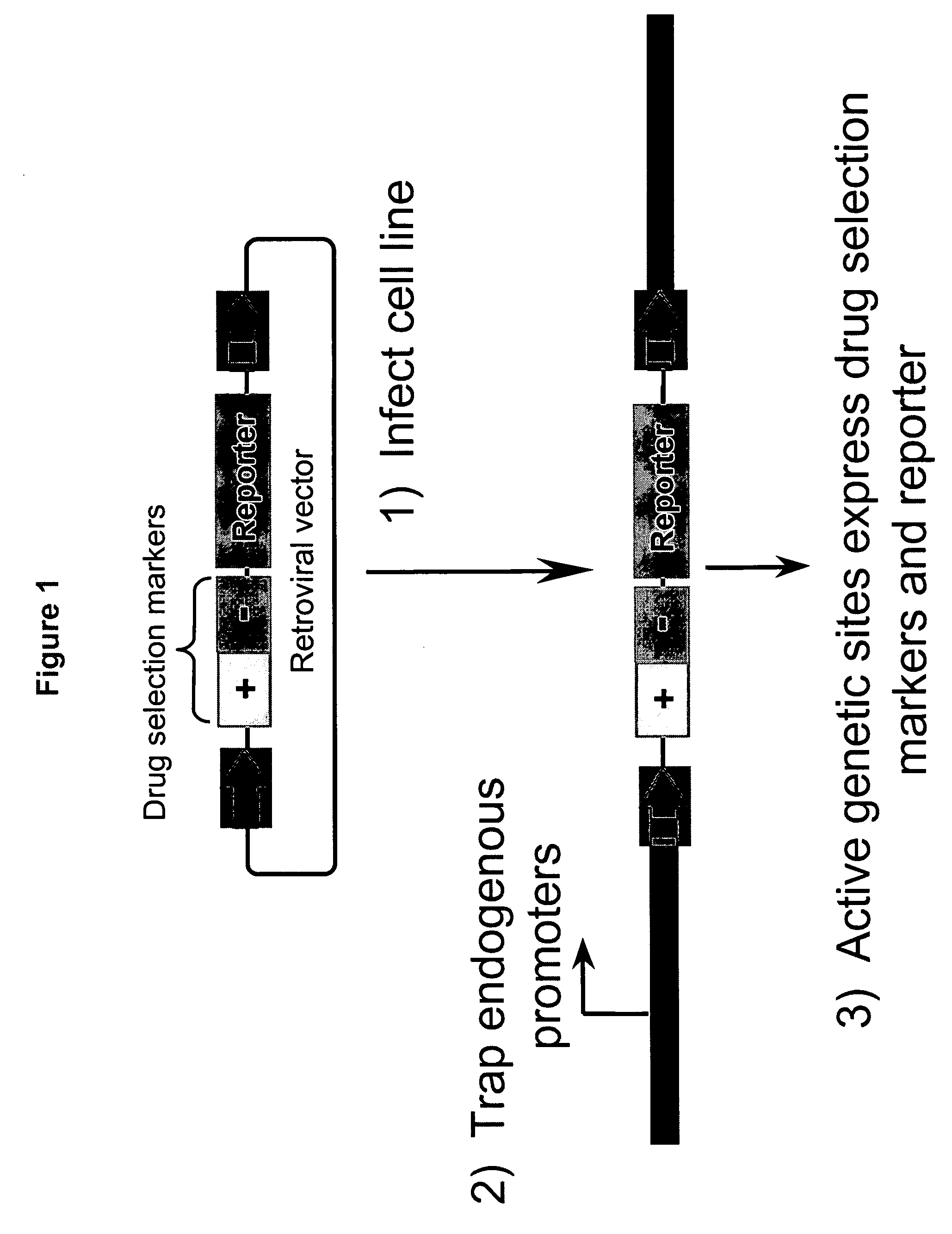 Use of Na*/K*-ATPase inhibitors and antagonists thereof