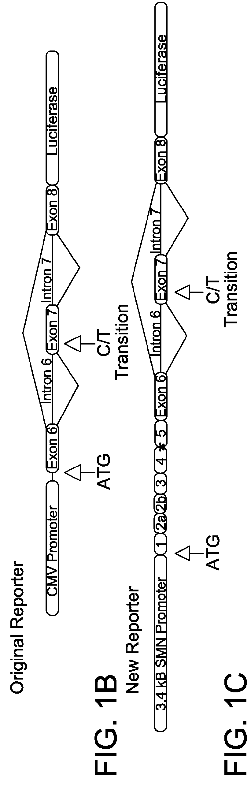 Compounds for use in screening methods for spinal muscular atrophy