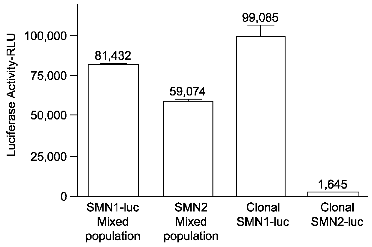 Compounds for use in screening methods for spinal muscular atrophy