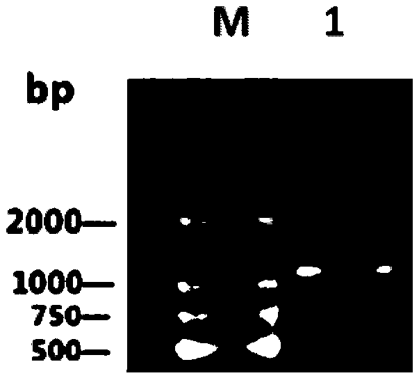 Aminopherase mutant and application thereof in production of L-glufosinate-ammonium