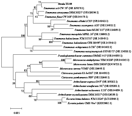 Degradation strain of sterilization agent kresoxim-methyl and application thereof