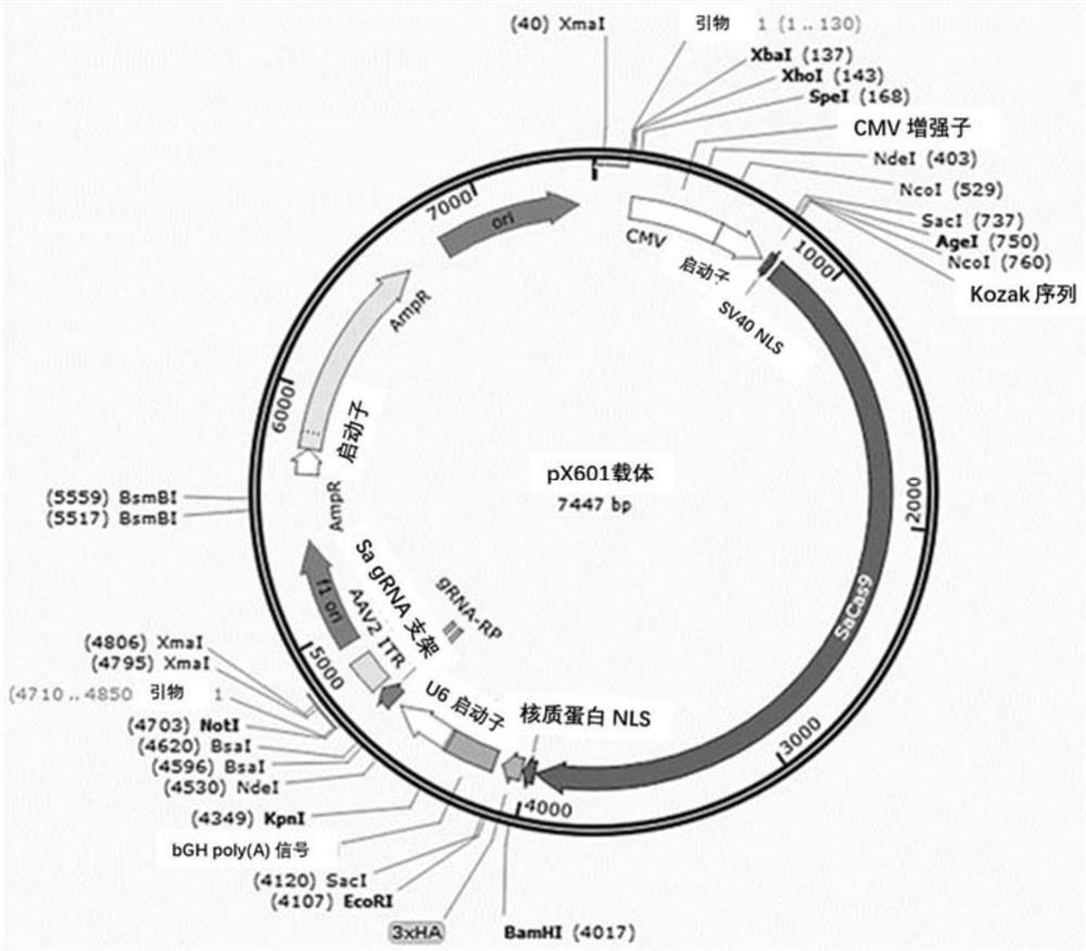 Nucleic acid molecule targeting CYP4V2 gene mutation site and application thereof