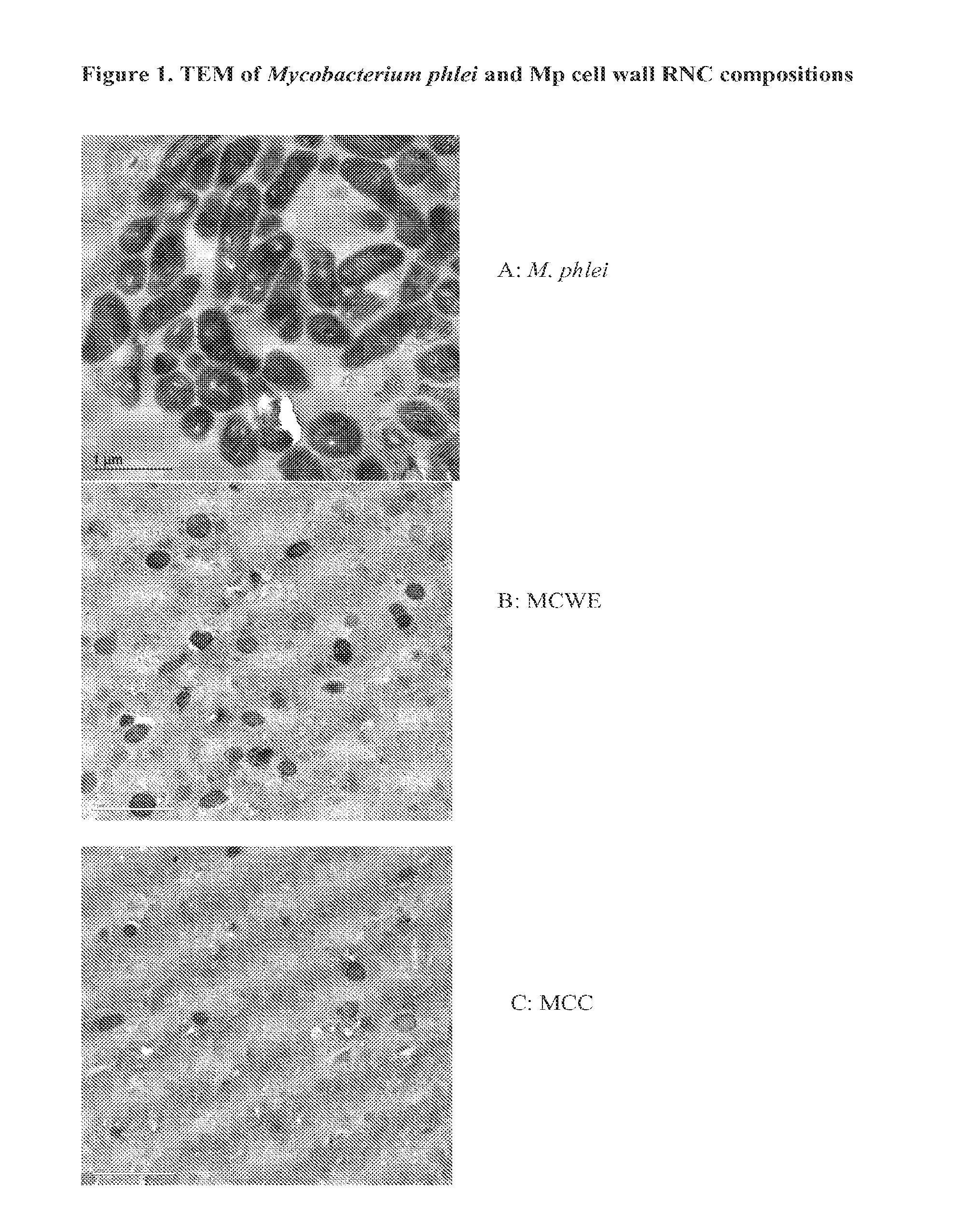 Bacterial Ribonucleic Acid Cell Wall Compositions and Methods of Making and Using Them