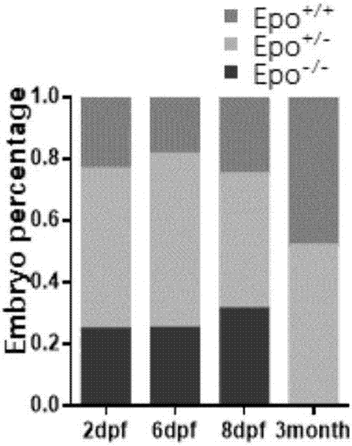 Method, primer and plasmid for constructing EPO gene knockout zebrafish animal model and preparation method of primer and plasmid