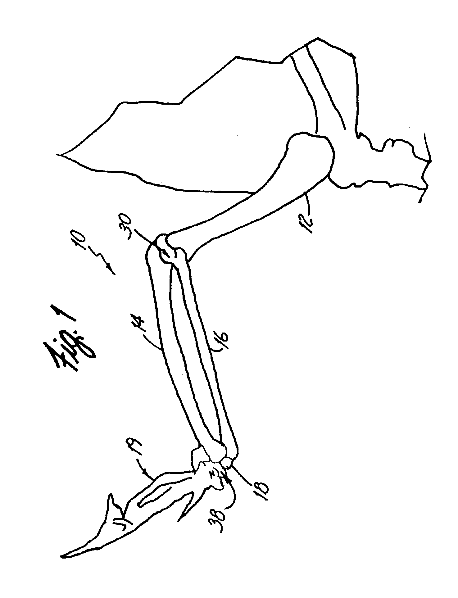 Method for making a fowl wing cut and the resultant product