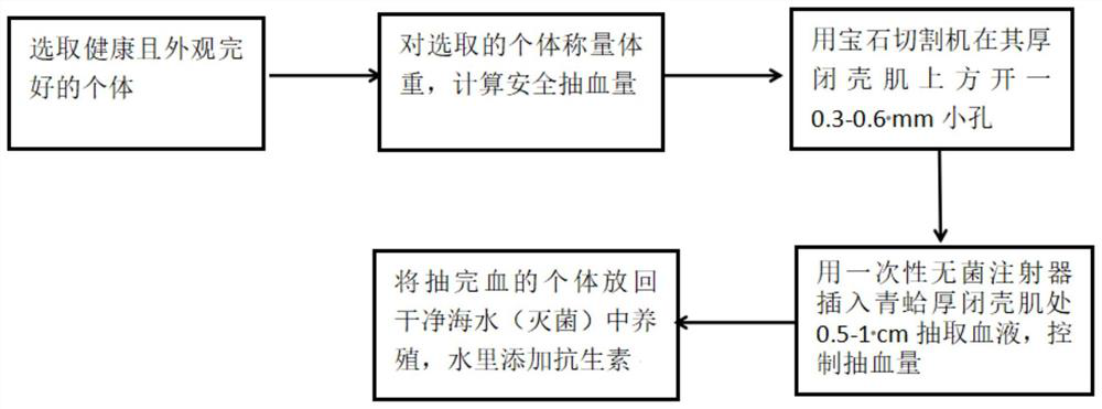 Low-damage shellfish blood drawing method