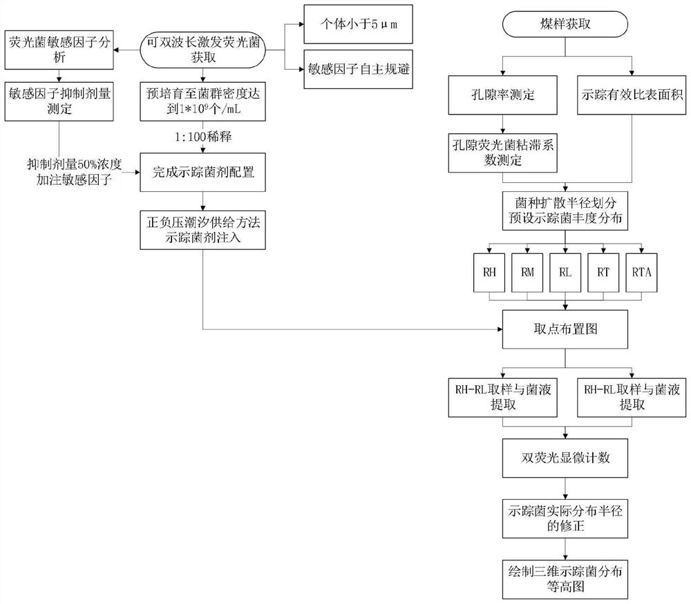 Coal rock flow field in-situ fluorescent bacterium microscopic tracing method