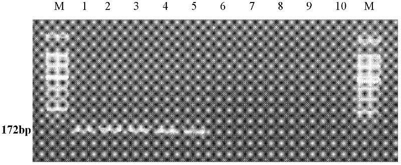 Molecular detection method aiming at Asia fusarium and application thereof
