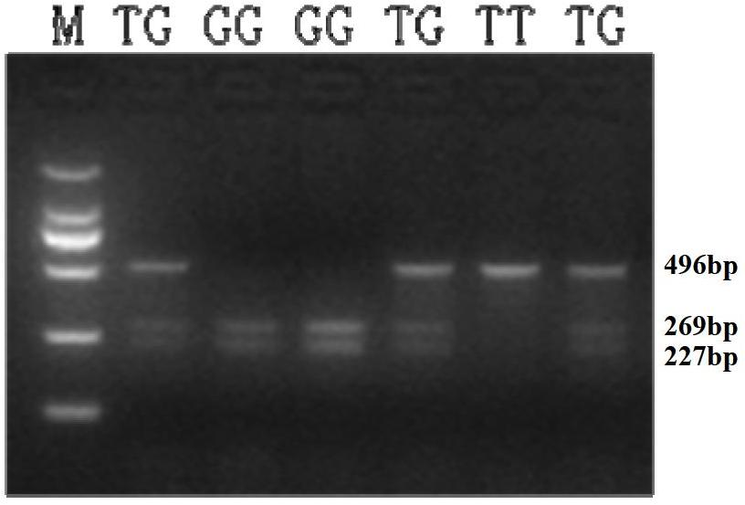 Single nucleotide polymorphism (SNP) mark relevant with milk production traits of Chinese Holstein dairy cattle and application thereof