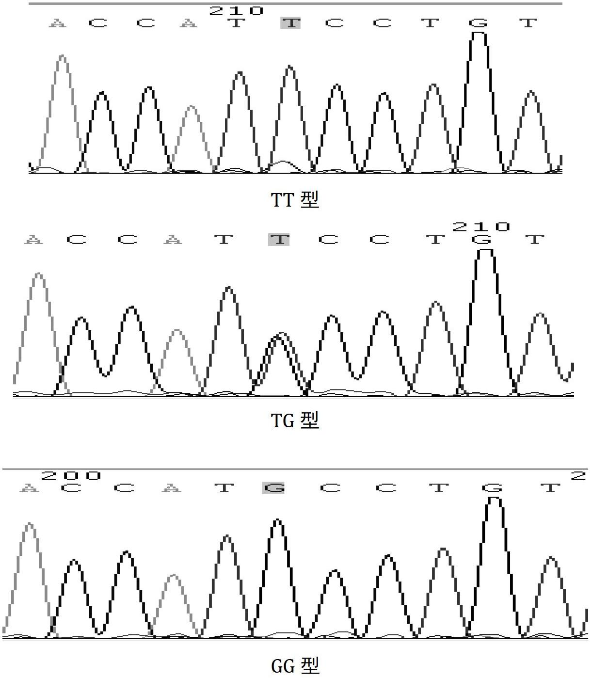 Single nucleotide polymorphism (SNP) mark relevant with milk production traits of Chinese Holstein dairy cattle and application thereof