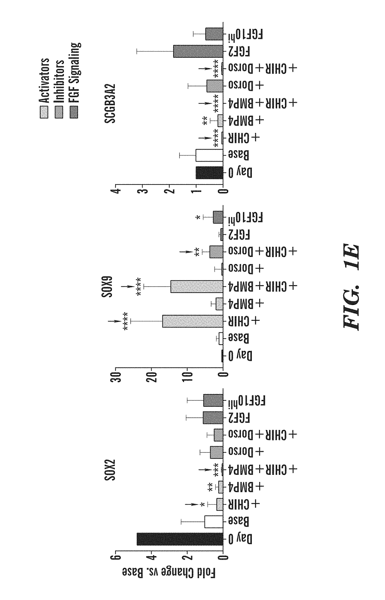 Generation of airway epithelial organoids from human pluripotent stem cells