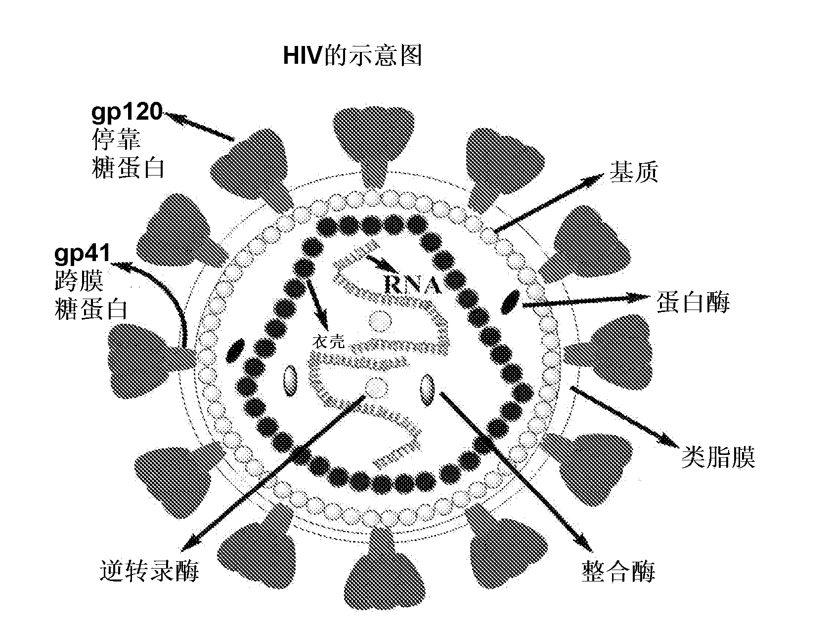 Peptide which can induce antibody capable of recognizing stereostructure of HIV