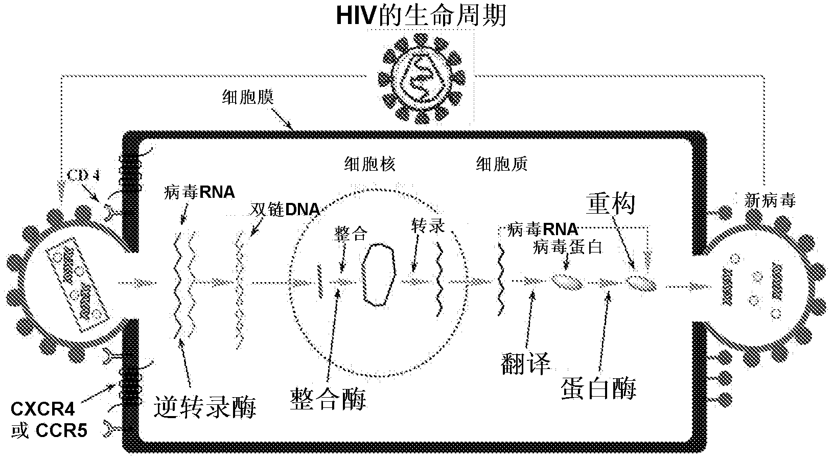 Peptide which can induce antibody capable of recognizing stereostructure of HIV