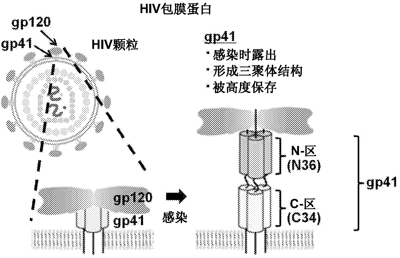 Peptide which can induce antibody capable of recognizing stereostructure of HIV