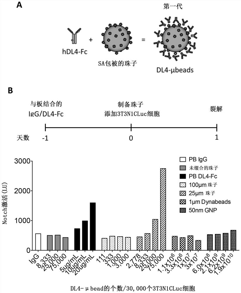 Method for generating cells of t cell lineage