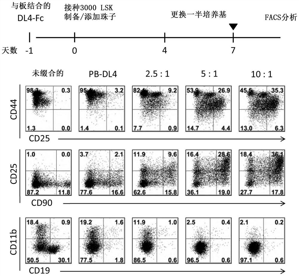 Method for generating cells of t cell lineage