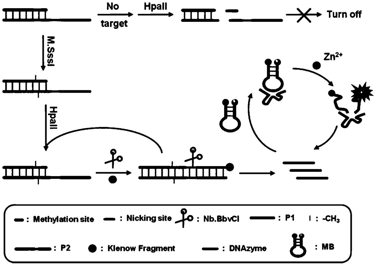 A method for detecting dna methyltransferase activity based on strand displacement amplification and dnazyme amplification