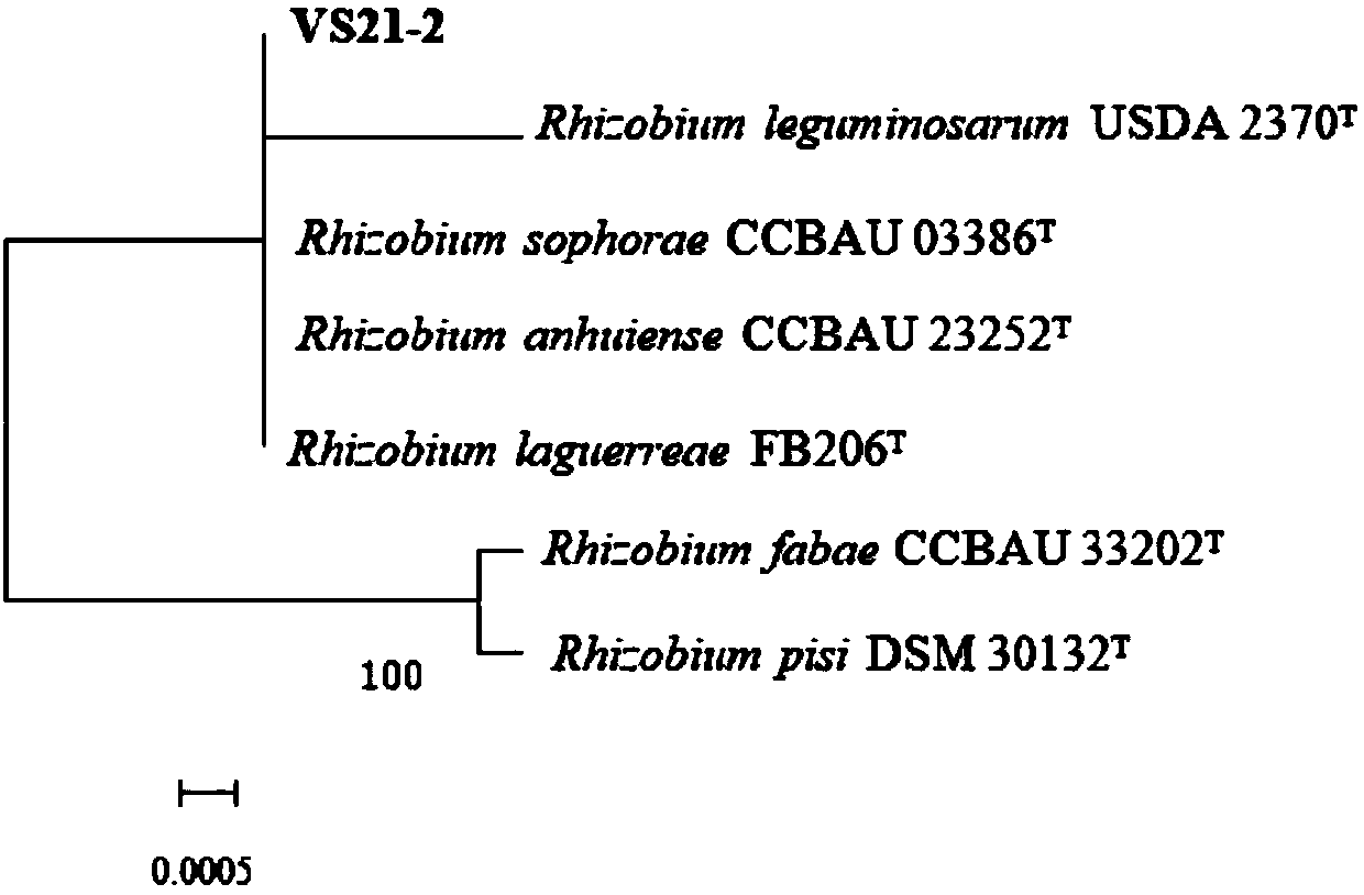Vicia sativa rhizobium strain VS21-2 and application thereof