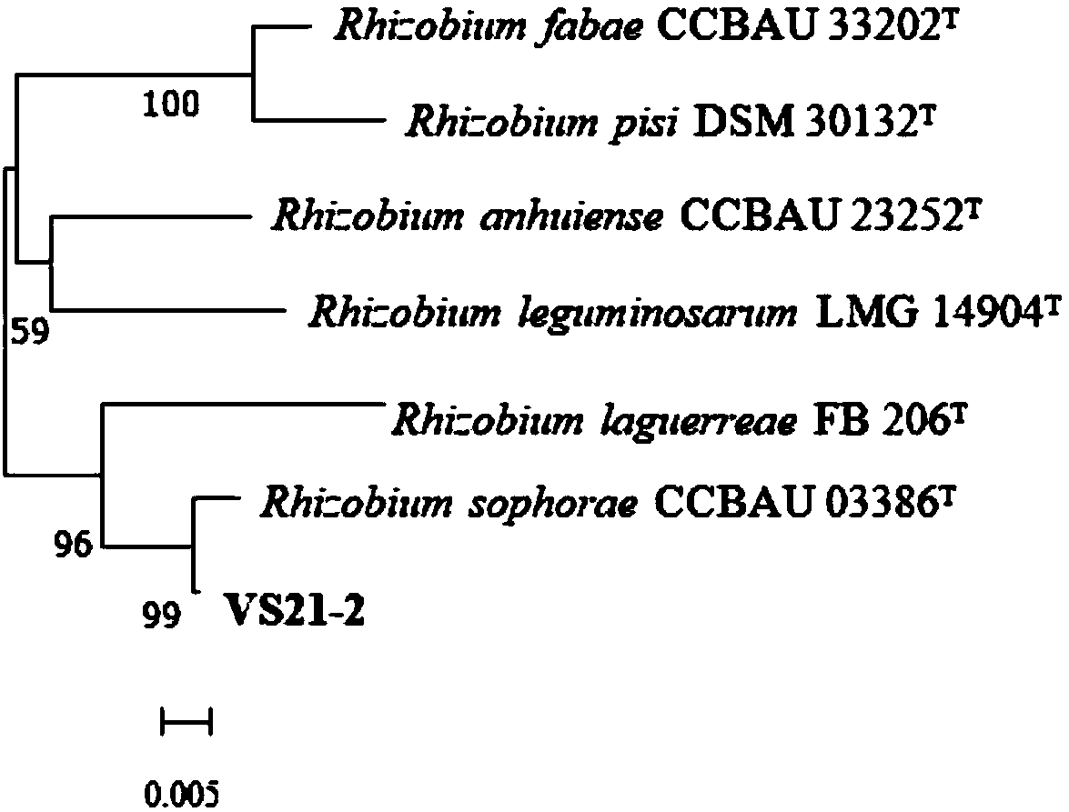 Vicia sativa rhizobium strain VS21-2 and application thereof