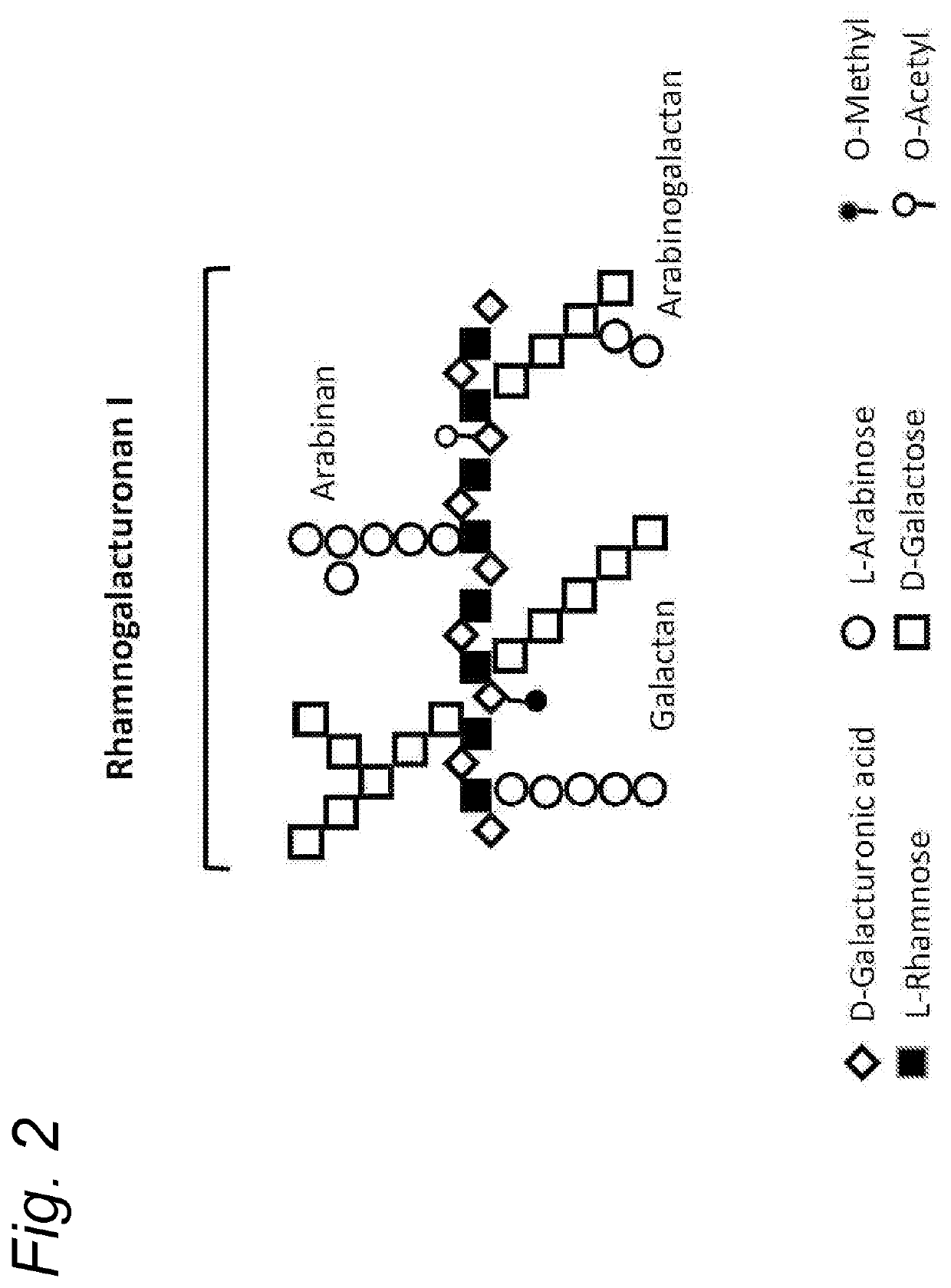 Enzymatically hydrolysed pectic polysaccharides for treating or preventing infections