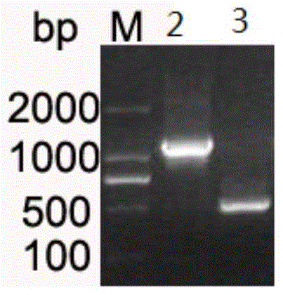 A kind of Escherichia coli dna photorepair enzyme and construction method thereof