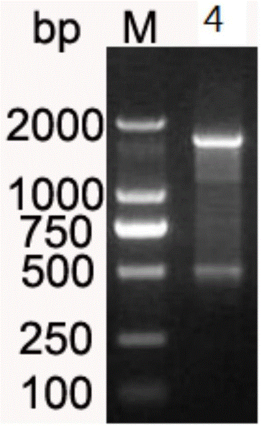 A kind of Escherichia coli dna photorepair enzyme and construction method thereof