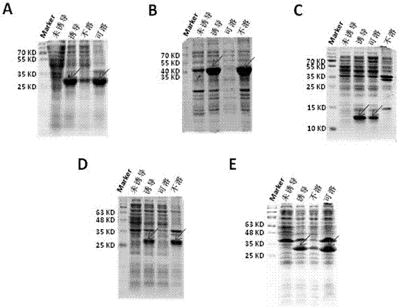 Novel application of fusion protein TAT-DCF1