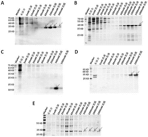 Novel application of fusion protein TAT-DCF1
