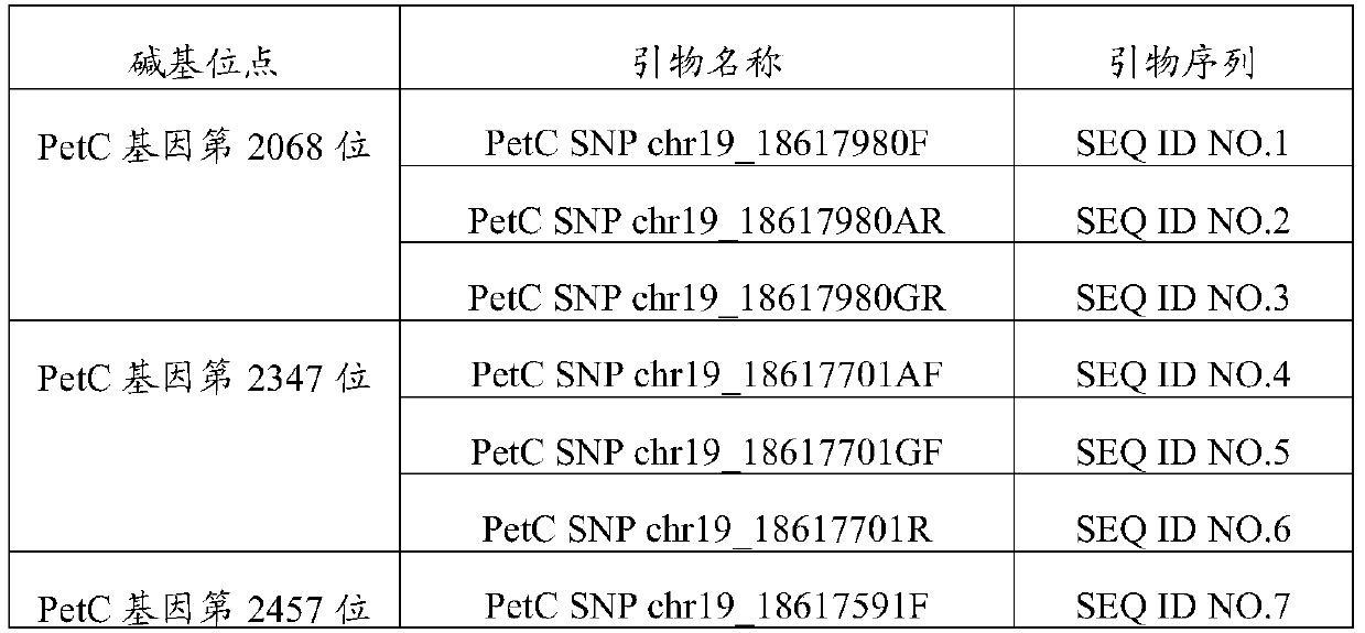 Application and kit of a group of SNP loci in screening Populus tomentosa traits of strong photosynthesis and fast growth