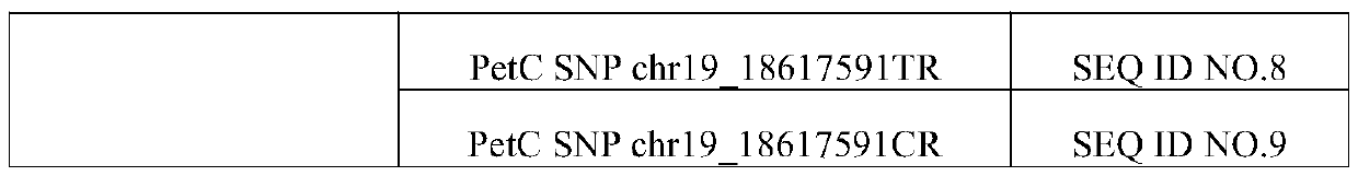 Application and kit of a group of SNP loci in screening Populus tomentosa traits of strong photosynthesis and fast growth