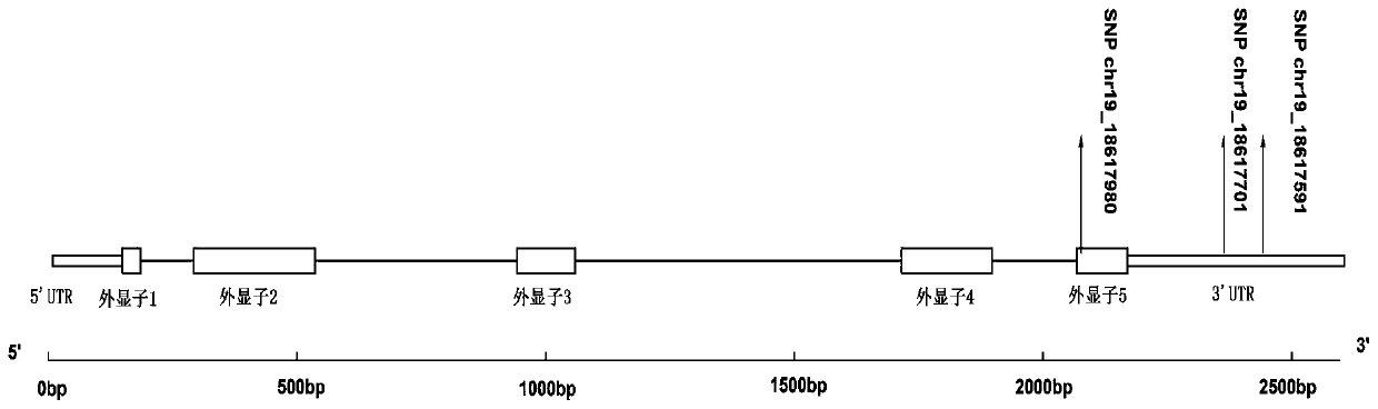 Application and kit of a group of SNP loci in screening Populus tomentosa traits of strong photosynthesis and fast growth