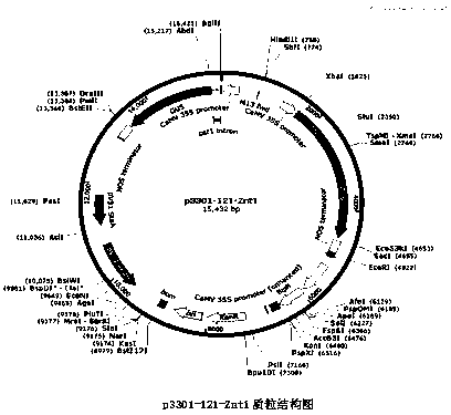 Transgenic plant plasmid p3301-121-ZnT1 for repairing polluted water bodies and application thereof