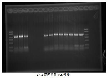 Transgenic plant plasmid p3301-121-ZnT1 for repairing polluted water bodies and application thereof