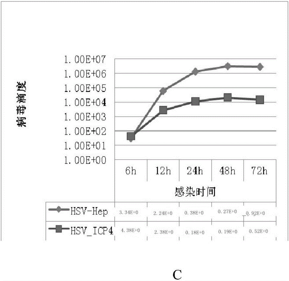 Recombinant herpes simplex virus HSV-hTERTp_ICP4_Hep-GFP and corresponding diagnostic kit thereof