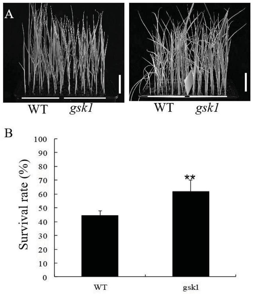 Method for regulating and controlling salt tolerance of rice