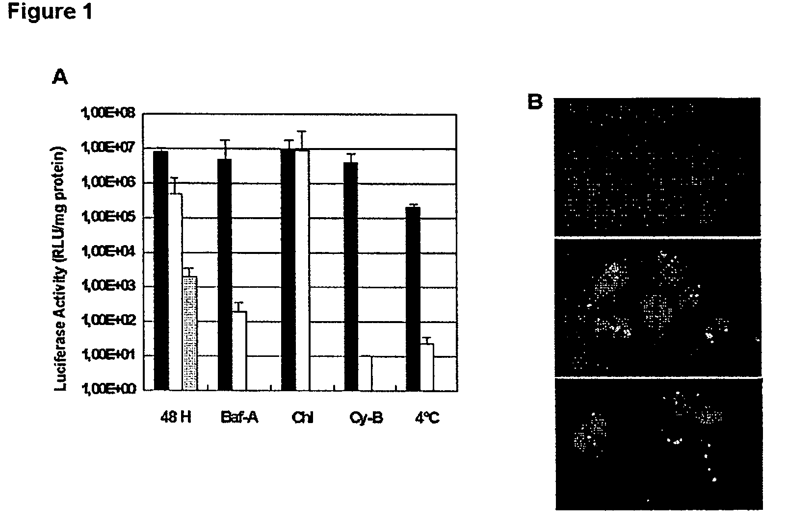 Peptide carrier for delivering siRNA into mammalian cells