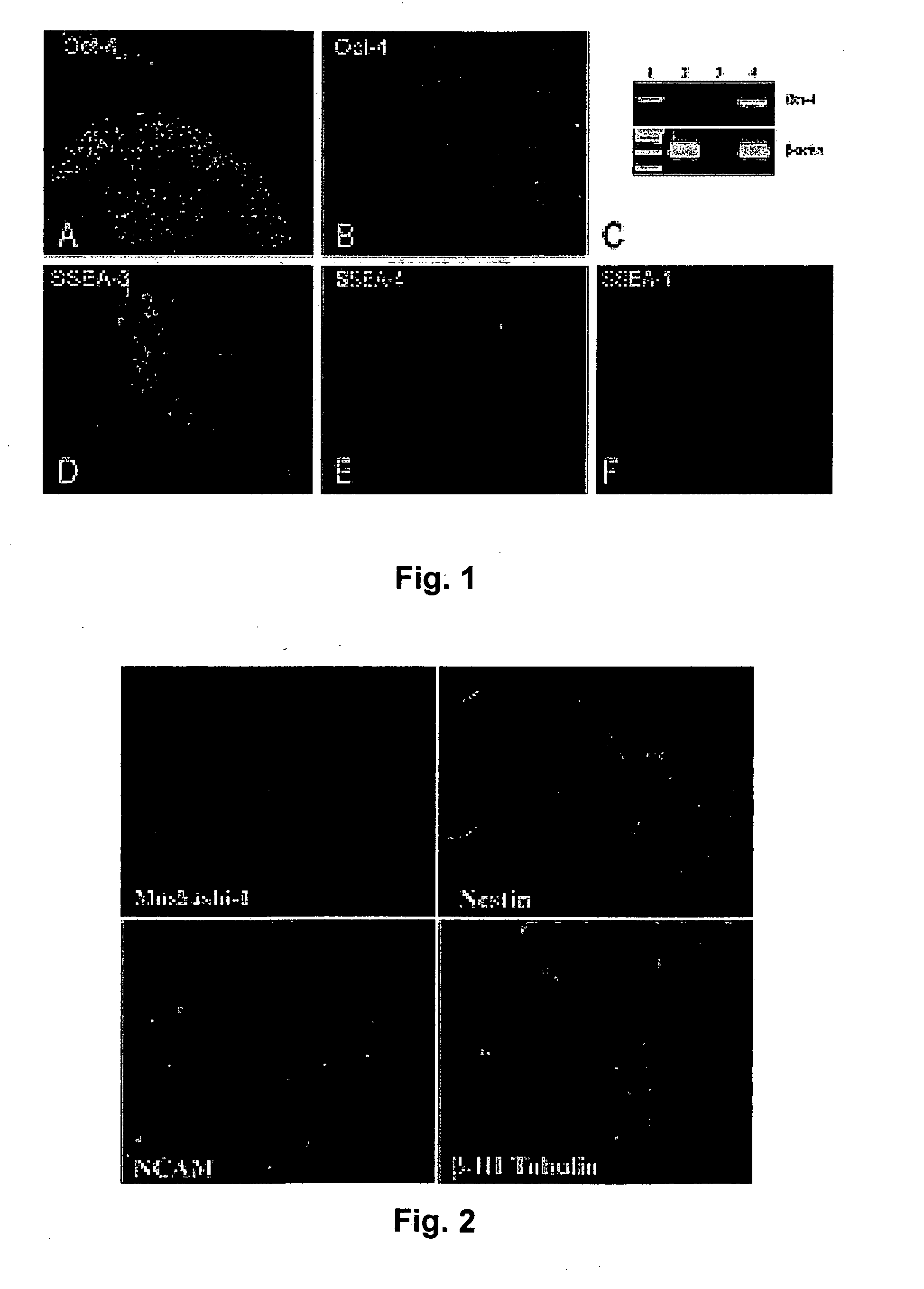 Transplantable cell growth niche and related compositions and methods