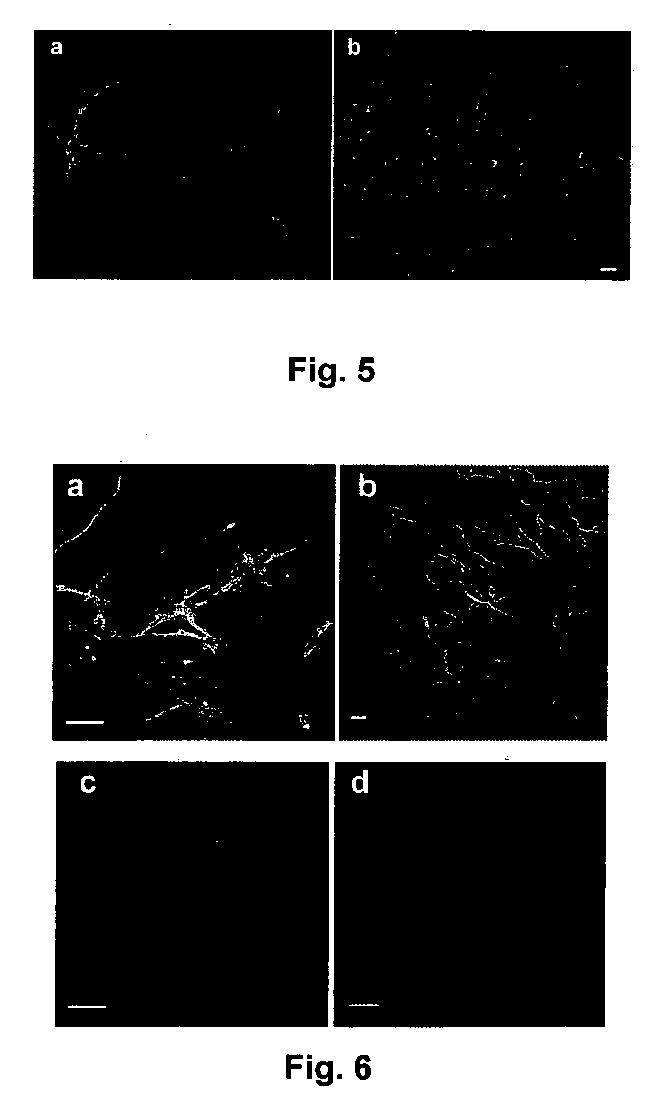 Transplantable cell growth niche and related compositions and methods