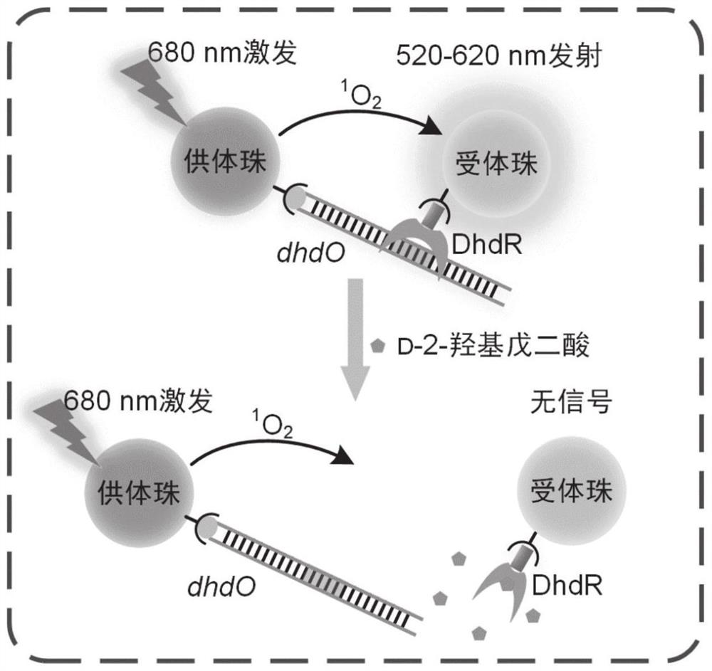 A transcription regulator specifically responsive to d-2-hydroxyglutarate and its application