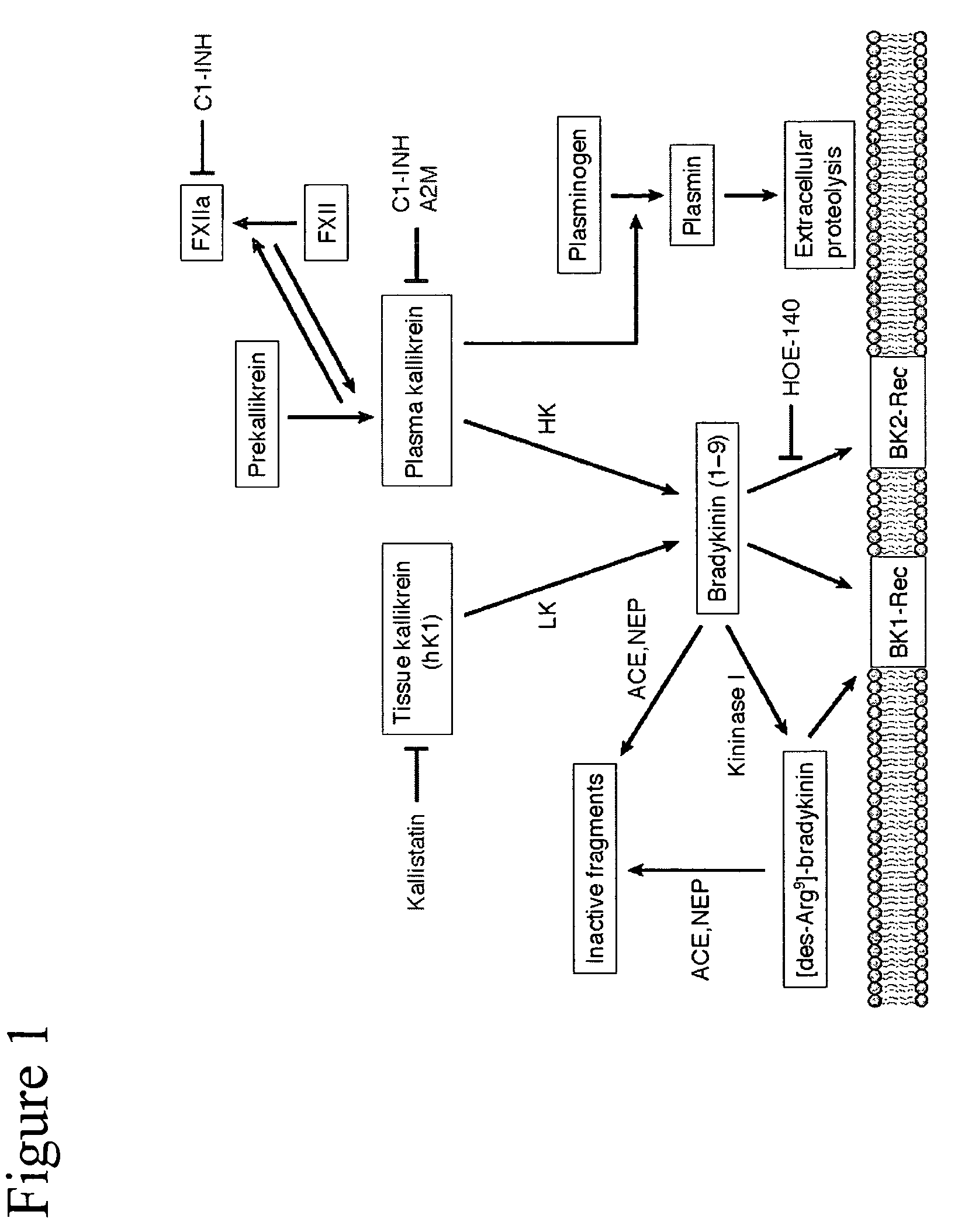 Methods for treatment of kallikrein-related disorders