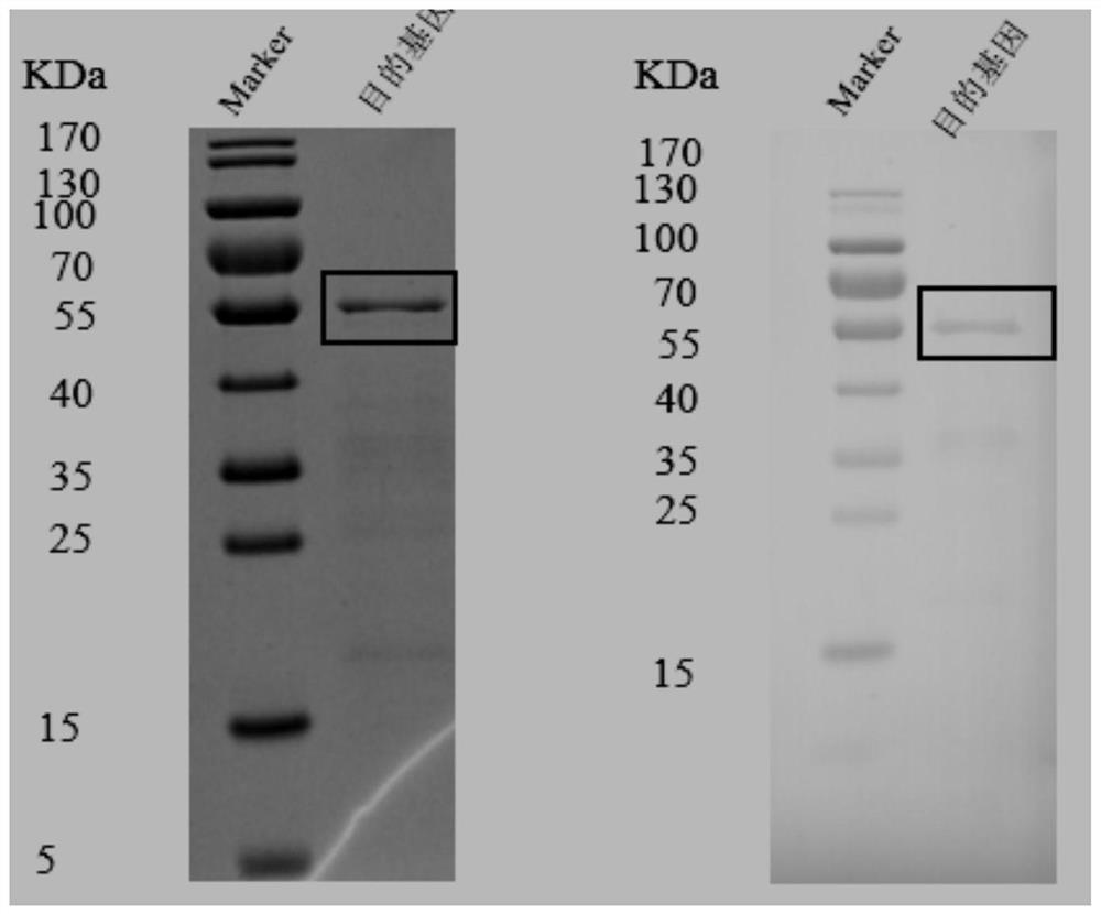 Specific detection antigen for trichinosis and application of specific detection antigen