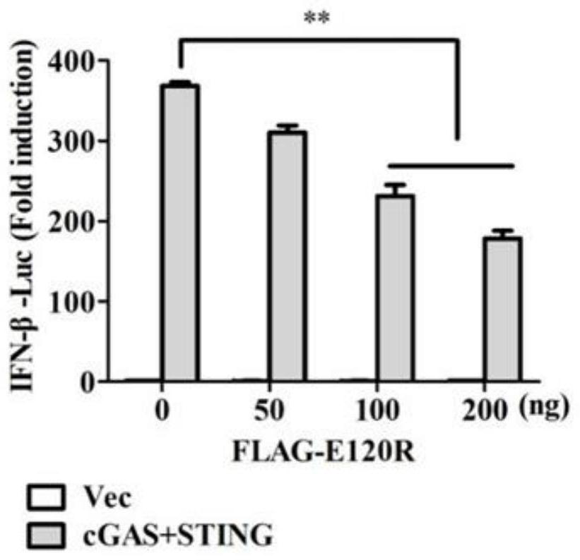 Application of African swine fever virus E120R protein as immunosuppressant and construction of immunosuppression site knockout strain