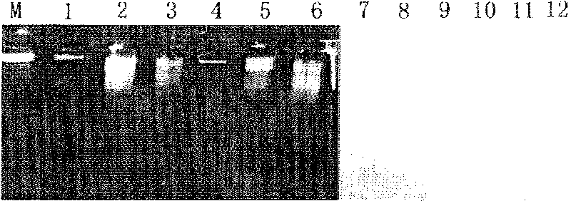 Transgenic yeast containing flounder growth hormone gene, preparation and application thereof