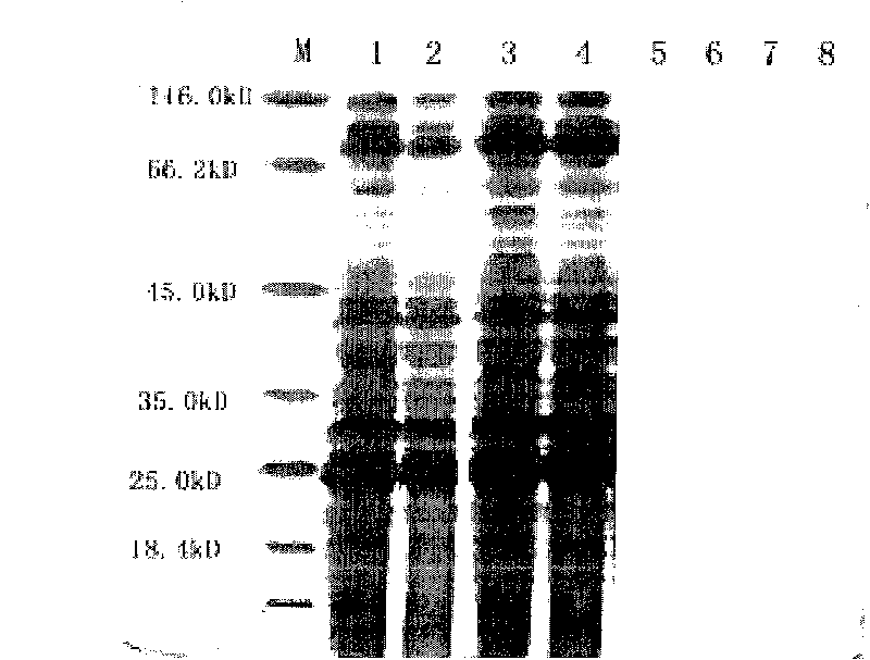 Transgenic yeast containing flounder growth hormone gene, preparation and application thereof